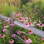 LES BALADES DU JEUDI 2017