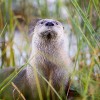 RATS MUSQUÉS ET RAGONDINS EN NORMANDIE 